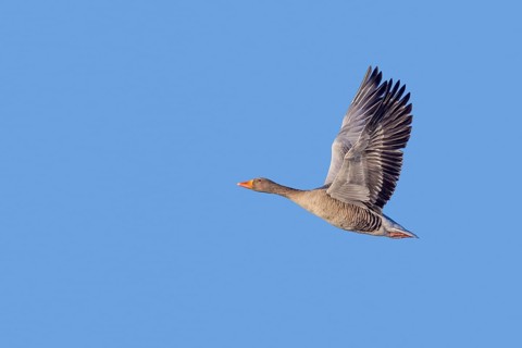 Greylag goose, graylag goose (Anser anser) flying against blue sky in winter