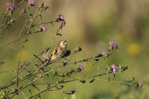 European goldfinch (Carduelis carduelis) adult bird on a Knapweed (Centaurea nigra) flower stem,