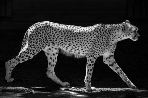 Cheetah (Acinonyx jubatus), black and white, Nuremberg Zoo, Middle Franconia, Bavaria, Germany