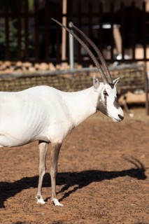 Arabian oryx (Oryx leucoryx) in the Arabian Oryx Camp, Wahiba Sands desert or Rimal Al Wahiba or