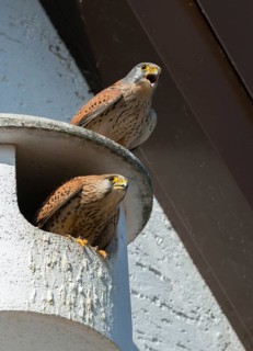 Falco tinnunculus, Common Kestrel, kestrel, birds, breeding ground, falconiformes, falcons, birds
