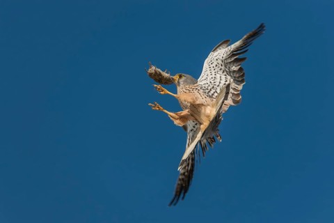 Falco tinnunculus, Common Kestrel, kestrel, approach, prey, birds, falconiformes, falcons, flying,