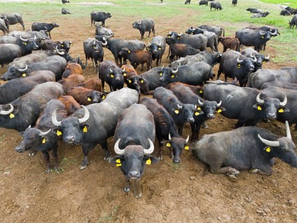 Large group of buffaloes looking intently and curiously at the camera, aerial view, water buffalo,