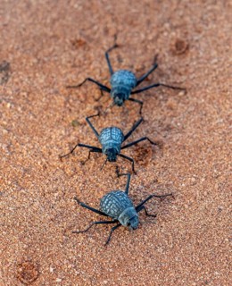 Three fog-drinking beetles (Onymacris unguicularis), Toktokkie beetles, in the sand, Namib Desert,
