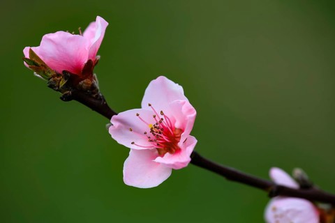 Two pink cherry blossoms on a branch with a bud nearby, almond blossom (Prunus dulcis),