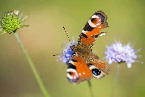 Aglais io, Inachis io, Nymphalis io, peacock butterfly, peacock, flew off, butterfly, insects,