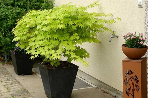 Maple trees in trough in front of house wall, acer, ornamental maple