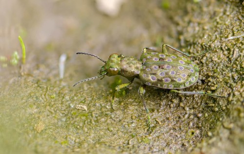 Carabidae, Dull Greenish-Bronze Ground Beetle, Elaphrus Riparius, Common Rash Beetle, Green Socks