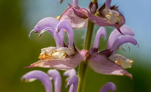 Clary sage, clary sage, Roman sage, salvia sclarea, scarlet herb, scarlet, charlei, clary sage,