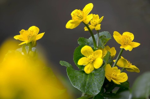 Caltha palustris, buttercup, ranunculaceae, marsh marigold, flora, spring, kingcup, marsh marigold,