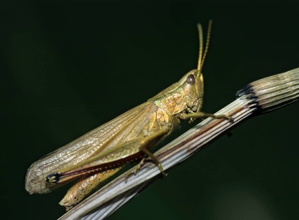 Acrididae, Caelifera, Chrysochraon dispar, field locusts, gomphocerinae, grasshoppers, big