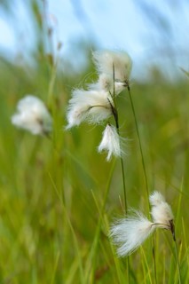 Cyperaceae, Eriophorum angustifolium, sour grass, narrow-leaved cotton grass, common cottongrass,