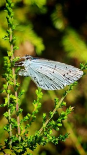 A bright-coloured butterfly, the Celastrina arigiolus, rests on a green twig in natural light