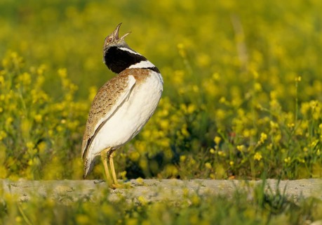 Little Bustard (Tetrax tetrax), courtship in front of sunrise, preparing for the courtship leap,