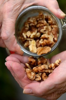 Hand with walnut kernels and glass container