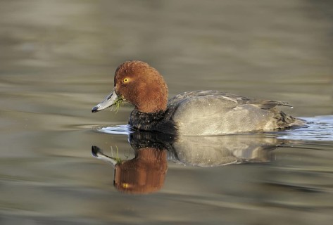 Redhead (Aythya americana) male, British Columbia, Canada