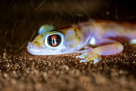 Palmato gecko (Pachydactylus rangei), night shot with blowing sand, NamibRand Nature Reserve, Namib