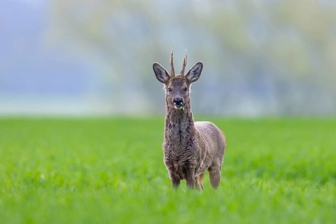 European roe deer (Capreolus capreolus) adult buck, male foraging in farmland in spring
