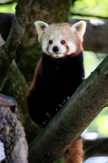 Western Red panda (Ailurus fulgens), adult, on tree, Himalayas, Central Asia