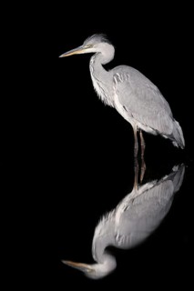 Grey heron (Ardea cinerea) standing in the water, with reflection, North Rhine-Westphalia, Germany