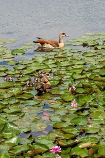 Alopoch Aegyptiacus, Egyptian Goose, Family, Nile Goose, Anatidae, Birds, Duckbirds, Goose, Goose,