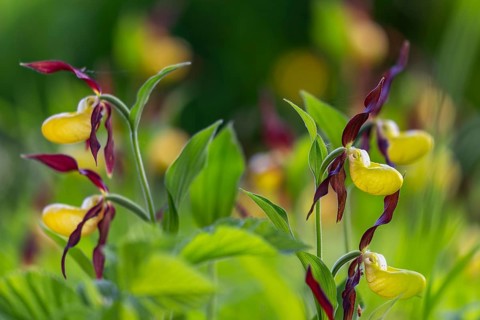 European lady's slipper (Cypripedium calceolus), orchid family (Orchidaceae), group, mountain path,