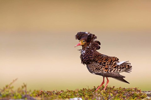 Ruff, (Philomachus pugnax), animals, birds, plumage during mating season, snipe bird, courtship,