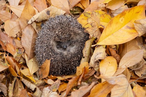 European hedgehog (Erinaceus europaeus) adult animal sleeping on autumn colour leaves during
