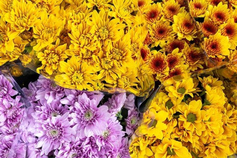 Chrysanthemums, Bangkok, Thailand