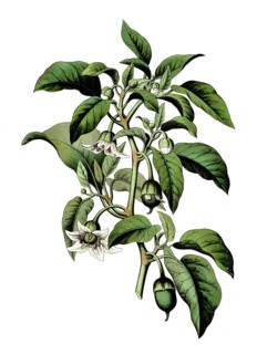 Capsicum annuum var. longum, a botanical variety of the capsicum annuum pepper species, school