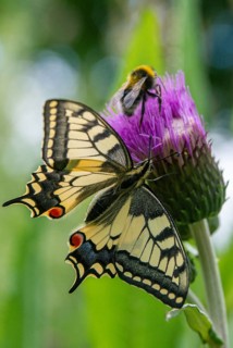Papilio machaon, swallowtail, butterfly, high size, portrait format, insects, butterfly,