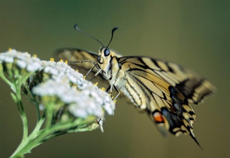 Papilio machaon, swallowtail, swallowtail, butterfly, insects, butterfly, butterflies
