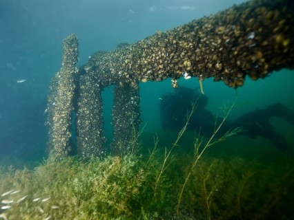 Underwater photograph of wooden structures and algae covered in Quagga mussels (Dreissena