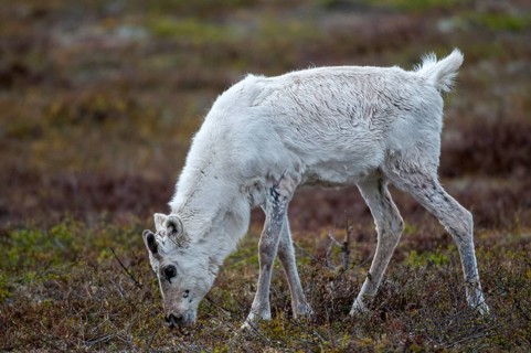 Artiodactyla, even-toed ungulate, Finland, cloven-hoofed, rangifer tarandus, reindeer, reindeer,