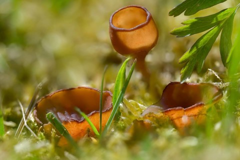 Anemone cup, dumontinia tuberosa, common anemone cup, sclerotinia tuberosa, sclerotic cup, fungi,