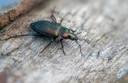 Carabidae, Coppery-Green Predatory Ground Beetle, copper-colored grave runners, coppery