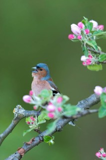 Chaffinch, Fringilla Coelebs, Fruit Tree Blossoms, Birds, Call, Spring, Song, High Size, Portrait