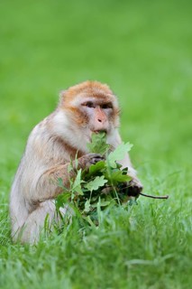 Barbary macaque or magot (Macaca sylvanus) sits in a meadow and eats oak leaves, occurring in