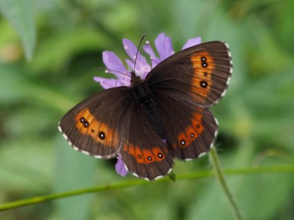 A butterfly with orange-brown wings, the Erebia ligea, on a purple flower, Goms, Canton of Valais,