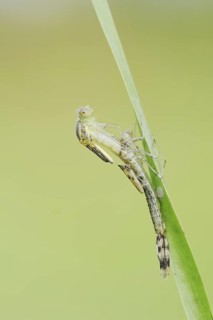 Willow Emerald Damselfly (Chalcolestes viridis) hatching, hatching, larva, dragonfly larva, North