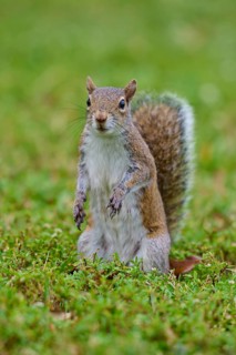 Grey Squirrel (Sciurus carolinensis), on meadow, springtime, Florida, USA