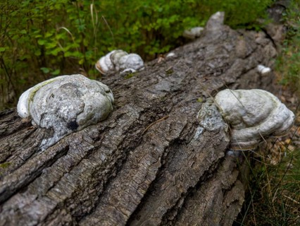Tinder fungus, Common tinder fungus, Hadersau, Hadernsau (Fomes fomentarius)
