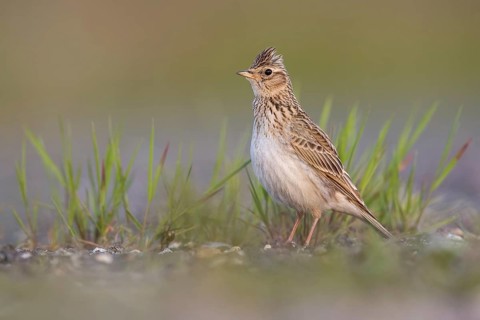 Eurasian Skylark (Alauda arvensis) male perched on the ground, Poland