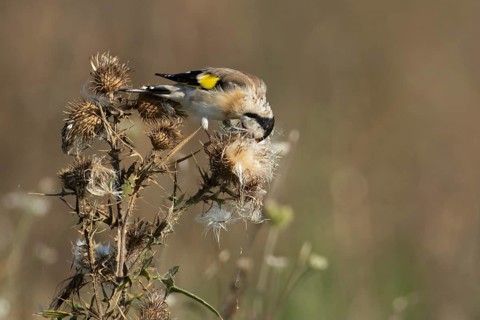 European goldfinch (Carduelis carduelis) adult garden bird feeding on thistle seeds in summer,