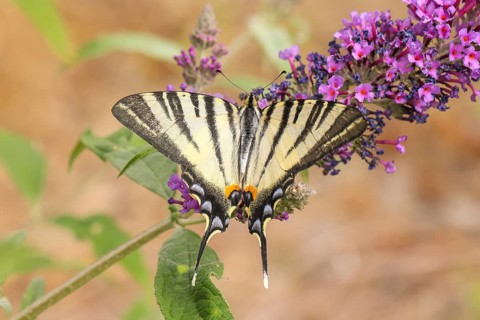 Podalirius butterfly (Iphiclides podalirius), feeding on nectar from butterfly bush (Buddleja