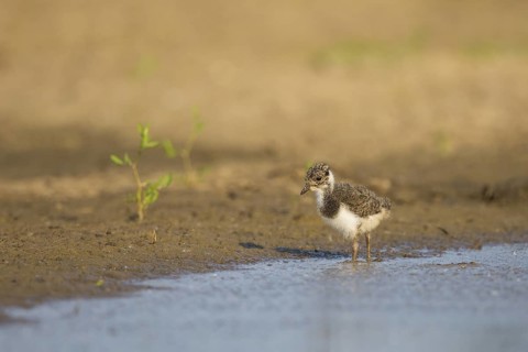 Northern Lapwing (Vanellus vanellus) chick, North Rhine-Westphalia, Germany