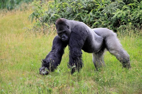 Western gorilla (Gorilla gorilla), adult, male, silverback, on the ground, foraging