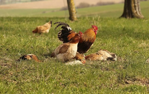 Domestic chicken (Gallus gallus domesticus) organic farming, free-range chickens and rooster