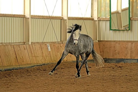 Andalusian, Pura Raza Española, Fröndenberg, North Rhine-Westphalia, Germany, jumps for joy, lots