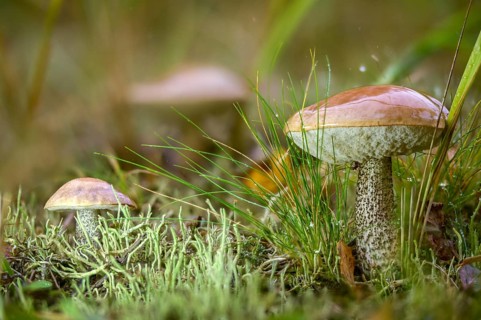 Birch mushroom, birch root, birch bolete, boletaceae, boletus scaber, thick-bolete relatives,